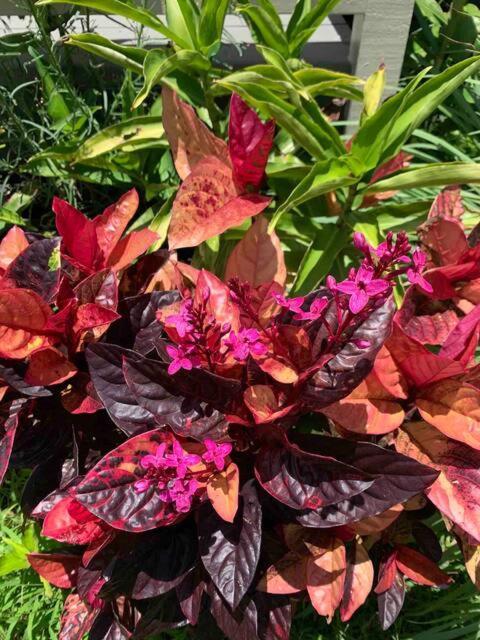 North Shore Garden Suite Haleiwa Buitenkant foto